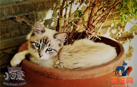猫猫抓伤需要打疫苗吗 被什么猫抓伤不用打狂犬疫苗