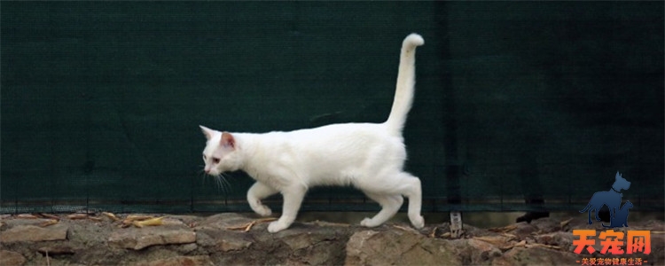 猫咪弓背是什么原因 猫咪弓背的原因是什么