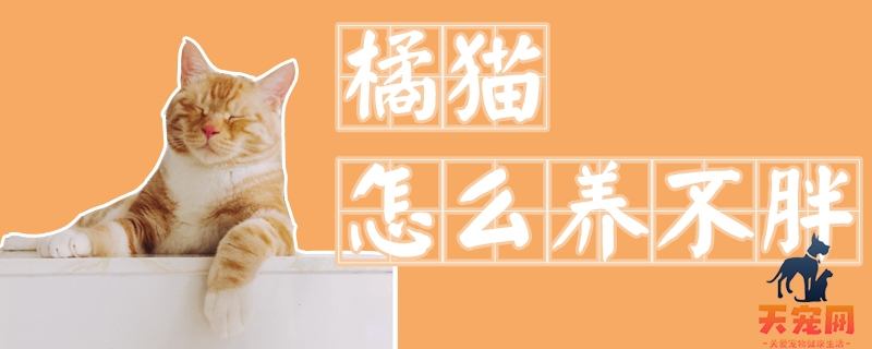 橘猫怎么养不胖