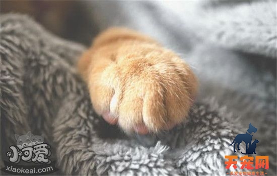 猫咪脚毛怎么修剪 猫咪多久需要剪一次脚毛