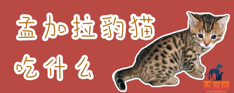 孟加拉豹猫吃什么