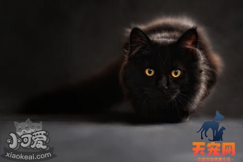 小猫随地大小便怎么办
