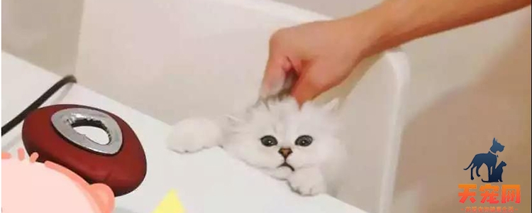 3个月小猫能喝酸奶吗 适量喝酸奶有助于排便！3个月小猫能喝酸奶吗 适量喝酸奶有助于排便！