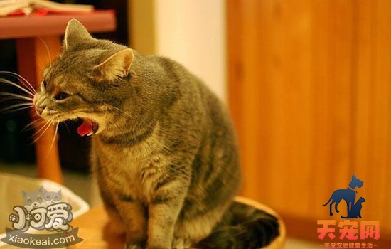 猫可以吃人吃的东西吗