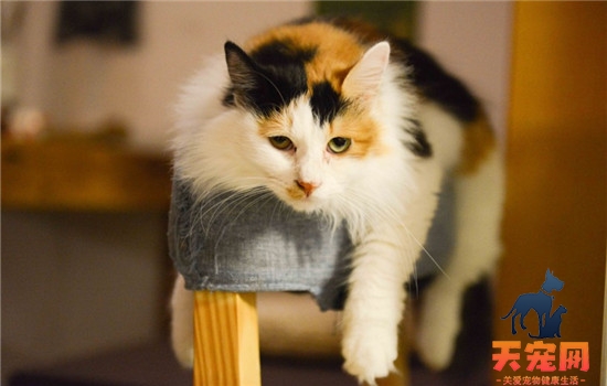 猫咪奶涨的很硬怎么办 猫咪奶涨千万不能挤奶