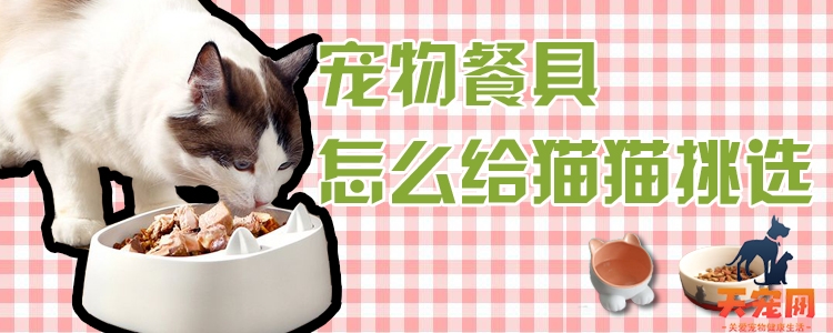宠物餐具怎么给猫猫挑选