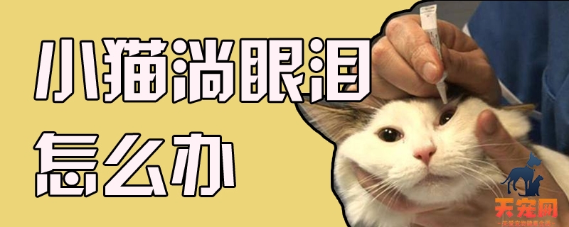 小猫淌眼泪怎么办