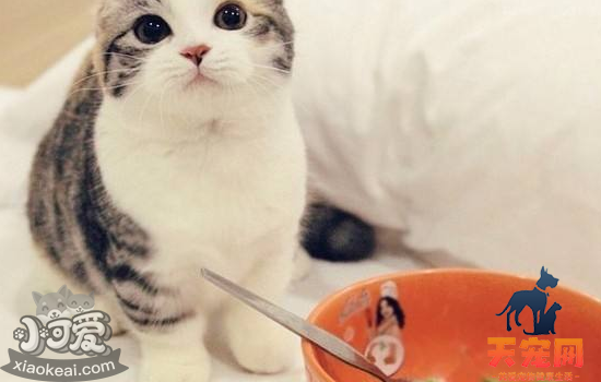 小猫不能吃的食物 这十种你一定要知道！