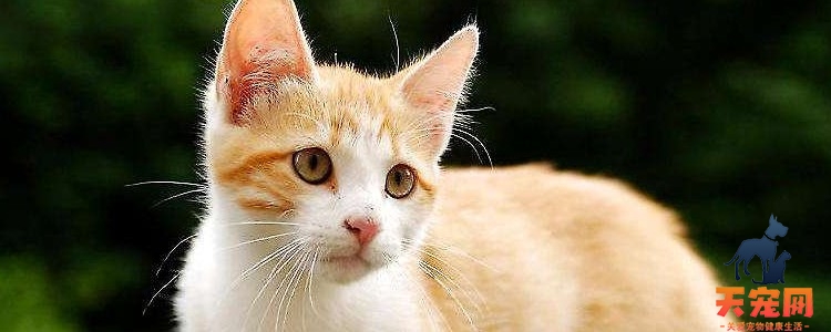猫咪拉粑粑有虫 体内寄生虫的表现！