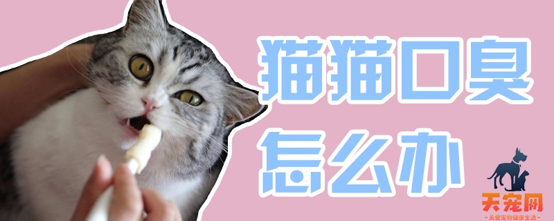 猫猫口臭怎么办