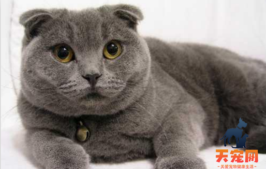 被家里养的猫咬出血了 被猫咬出血还不赶紧打针是不要命吗