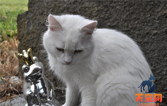 猫咪便秘会出现什么症状 猫便秘容易分辨出来吗