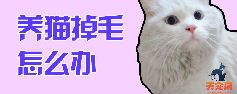 养猫掉毛怎么办