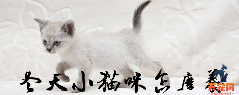 冬天小猫咪怎么养