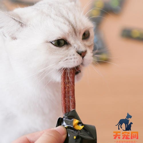 小猫为什么那么喜欢吃猫条 猫为什么那么爱吃猫条