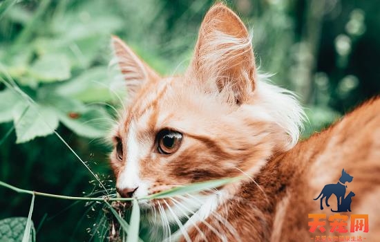 母猫多久会离开小猫 母猫多久会离开自己的孩子