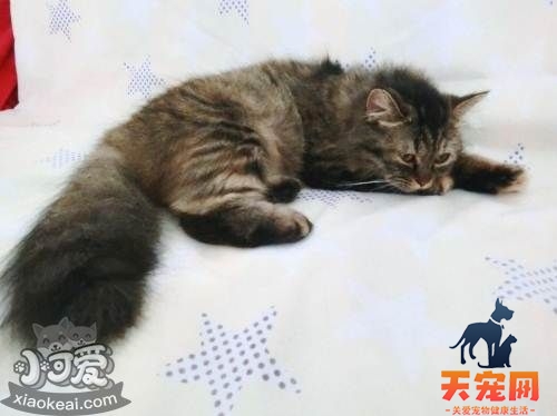 如何给金吉拉猫做美容 漂亮金吉拉猫美容方法