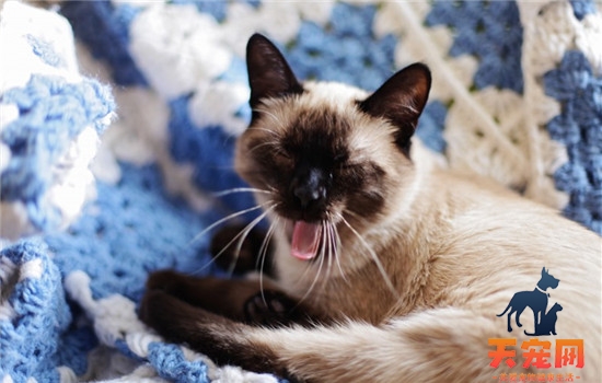 猫叫不出声音怎么回事 猫咪是不是突然变哑巴了