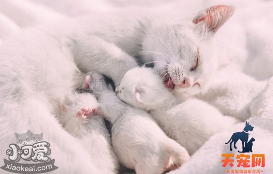 猫奶藓怎么治 猫奶藓可以康复吗