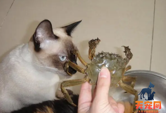 猫咪能不能吃蒸熟的蟹