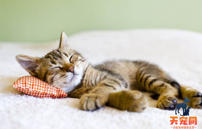 猫为什么喜欢趴在枕头上 需要人亲近人
