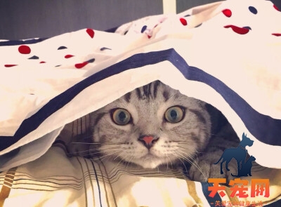 猫为什么喜欢干净的床单 猫咪会享受又爱干净