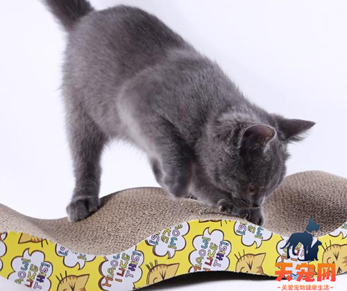 猫为什么用脸舔猫抓板 猫抓板上有食物残渣