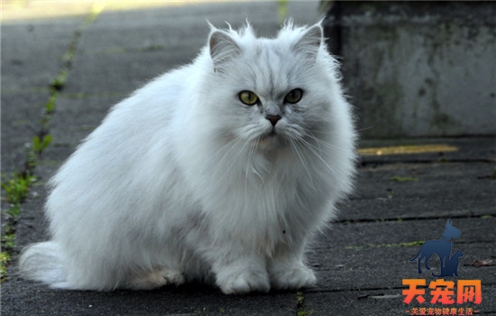 猫过敏怎么办 导致猫咪过敏的原因有什么