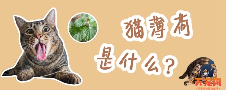 猫薄荷是什么