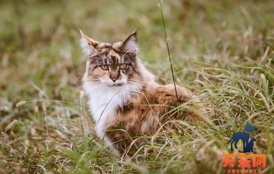 猫吃草是怎么回事 猫吃草是怎么回事迷信