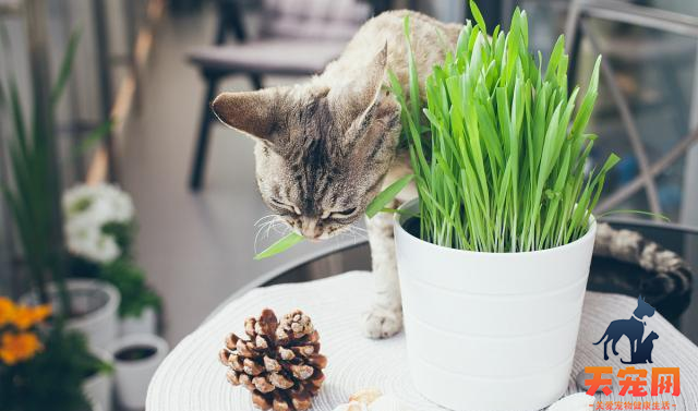 猫草和猫薄荷一样吗 都有什么作用?