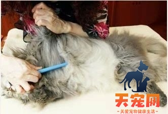 长毛猫怎么打理 长毛猫的猫需要精心呵护