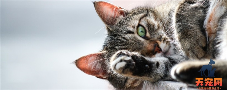 猫咬手指说明什么 不要让猫养成咬手的坏习惯