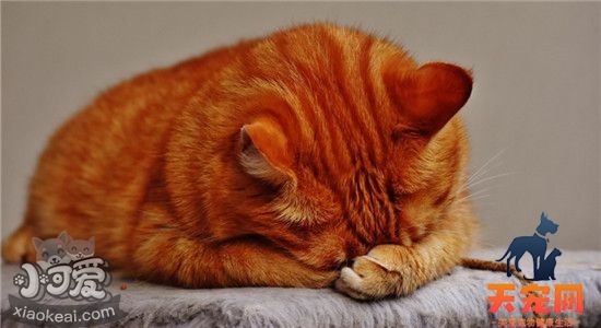 什么是耳螨 如何辨别猫咪是否得了耳螨