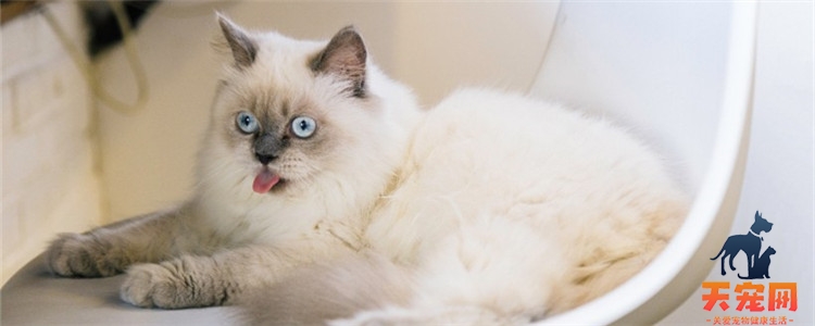 会用猫砂盆 突然乱拉屎，猫咪怎么突然不爱干净了