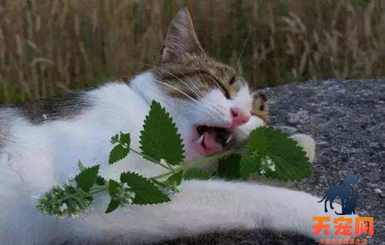 猫草为什么能化毛 如何给猫咪喂食