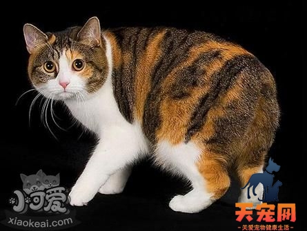 马恩岛猫有体味怎么办 马恩岛猫有体味解决办法