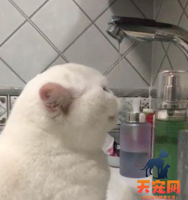 小猫为什么喜欢趴在洗脸盆里喝洗脸水