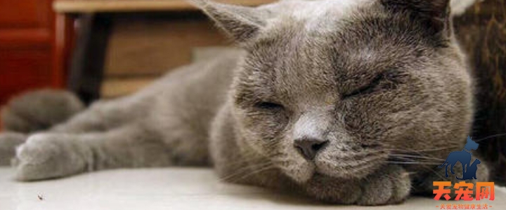 猫睡觉要睡多久 猫咪一天要睡多久算正常？
