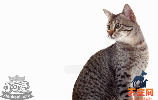 猫厌食什么原因 猫厌食是因为什么而引起主人必须知道呀！