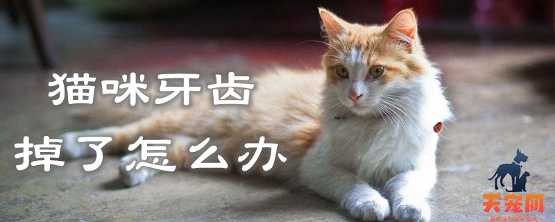 猫咪牙齿掉了怎么办