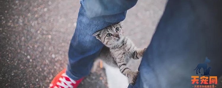 猫咪为什么不能消化猫毛 如何帮助排出毛发？