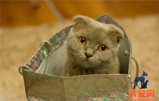 猫为什么不用猫砂盆 猫不使用猫砂盆的四个常见原因