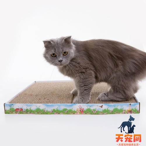 猫为什么有猫抓板不挠 猫为什么不用猫抓板
