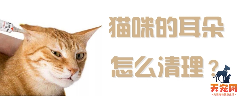 猫咪的耳朵怎么清理