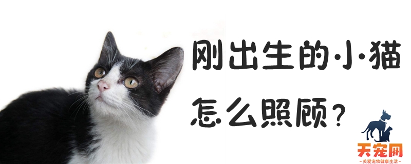 刚出生的小猫怎么照顾