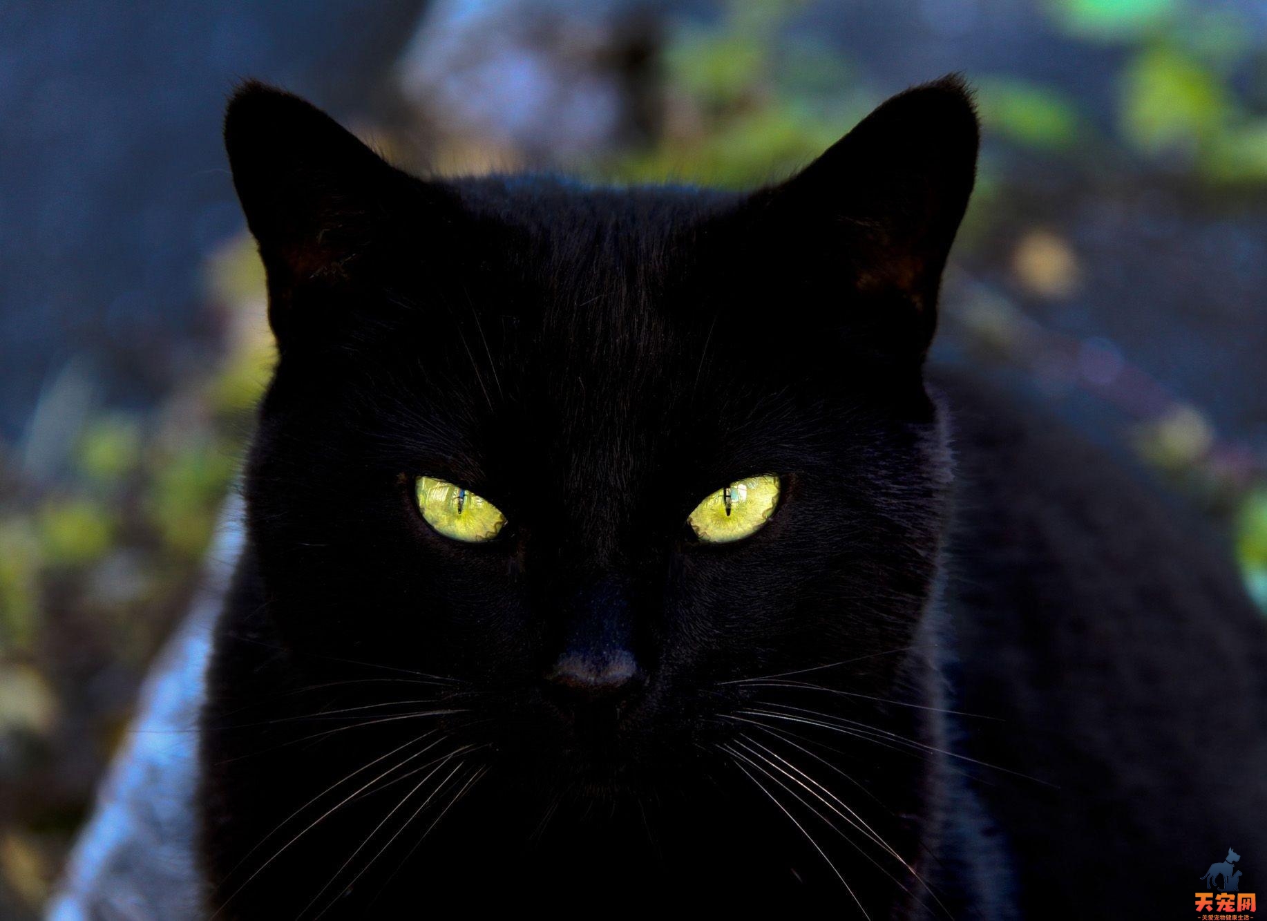 猫的眼睛白天和晚上有什么区别