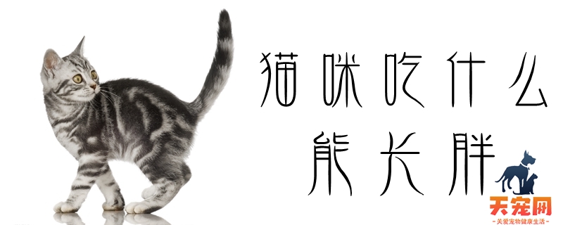 猫咪吃什么能长胖