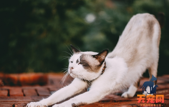 猫为什么那么喜欢伸懒腰 猫为什么总是伸懒腰