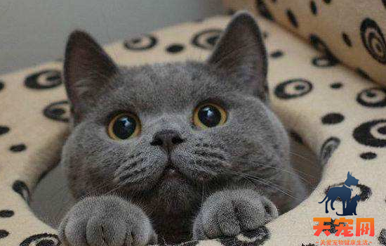 蓝猫可以吃米饭吗 你想法真多还给蓝猫喂米饭！